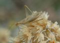 Oecanthus pellucens